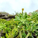 Ocean Whisper 公寓 塔科龙特